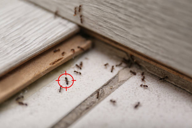 Best Exterminator Services  in Morse, LA