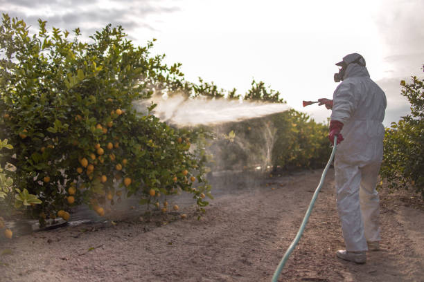 Professional Pest Control in Morse, LA