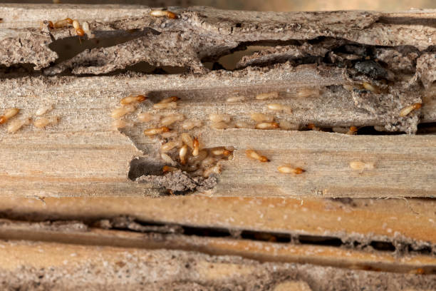 Best Cockroach Control Services  in Morse, LA
